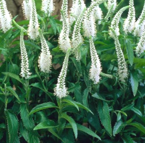 Veronica longifolia White Jolanda.jpg