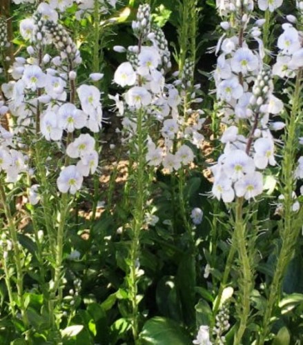 Veronica gentianoides Tissington White.jpg