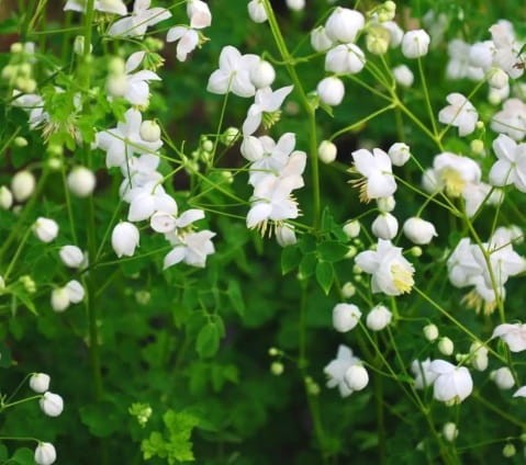 Thalictrum Splendide White.jpg
