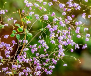 rutewka dwuskrzydłowa "Splendide" (łac. Thalictrum delavai) kod: 11726