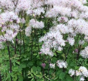 rutewka orlikolistna "Nimbus White" (łac. Thalictrum aquilegiifolium) kod: 11723