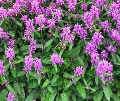 Stachys  Summer Grapes.jpg