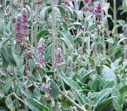 Stachys bysantina Silver Carpet.jpg