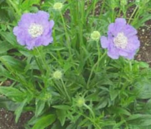 Scabiosa caucasica Blauer Atlas.jpg