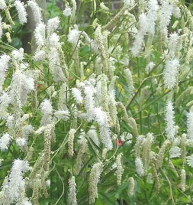 krwiściąg delikatny "Alba" (łac. Sanguisorba tenuifolia) kod: 11713