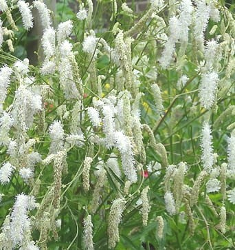 sanguisorba tenuifolia alba.jpg