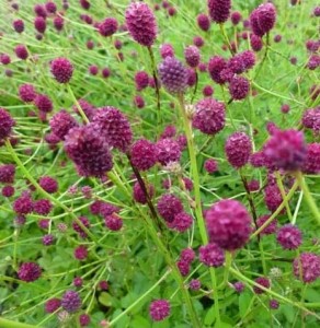 krwiściąg lekarski "Red Thunder" (łac. Sanguisorba officinalis) kod: 11712