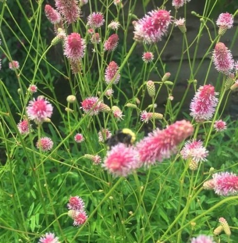 Sanguisorba officinalis Pink Tanna.jpg