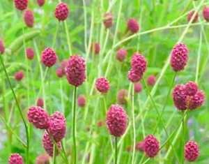 krwiściąg lekarski "Arnhem" (łac. Sanguisorba officinalis) kod: 11710