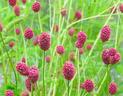 Sanguisorba officinalis Arnhem.jpg