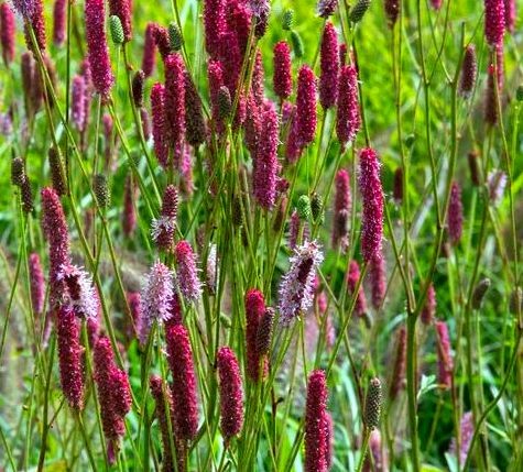 Sanguisorba menziesii Wake Up.jpg