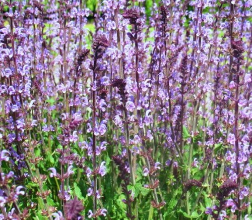 Salvia nemorosa Serenade.jpg