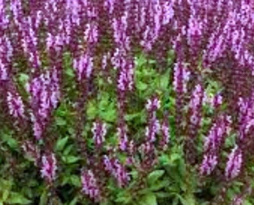 Salvia nemorosa Sensation Medium Pink.jpg