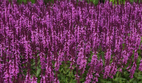 Salvia Rose Marvel.jpeg
