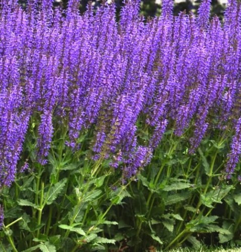 Salvia nemorosa Blue Field.jpg