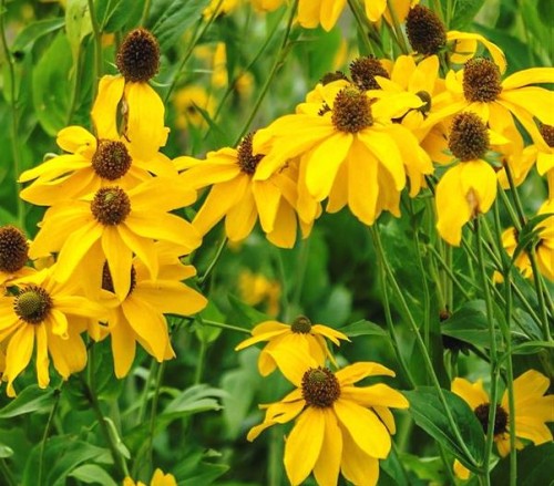 Rudbeckia nitida Juligold.jpg