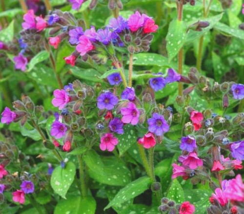 Pulmonaria Victorian Brooch.jpg
