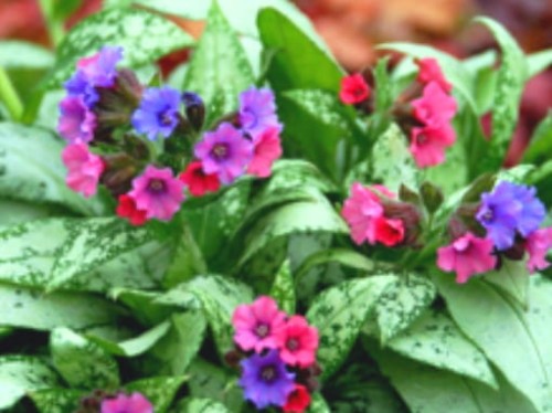 Pulmonaria Silver Bouquet.jpg