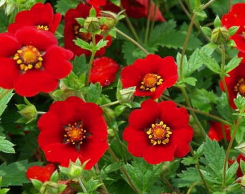 Potentilla Red Giant.jpg