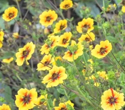 Potentilla Esta Ann.jpg