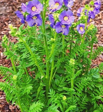 Polemonium caeruleum Bambino Blue.jpg