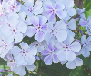 płomyk wiechowaty "Flame Light Blue" (łac. Phlox paniculata) kod: 11686