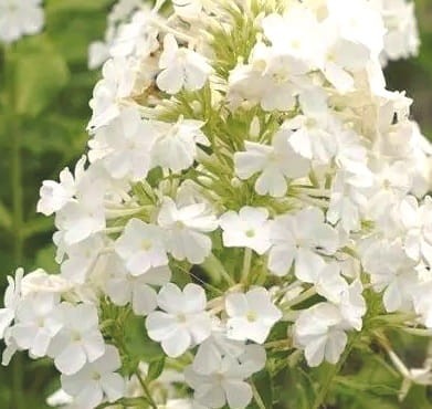 Phlox amplifolia White Triumphator.jpg