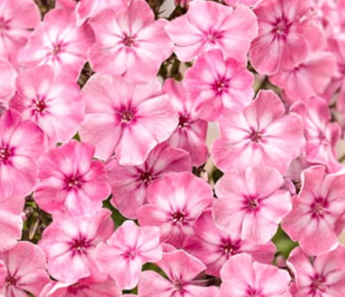 Phlox amplifolia Hercules.jpg