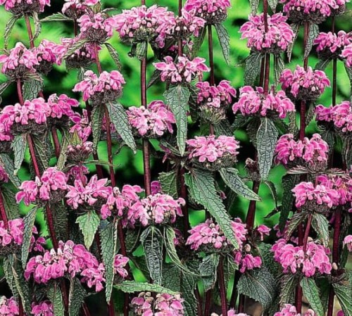 Phlomis tuberosa Bronze Flamingo.jpg