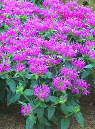 Monarda Balmy Lilac.jpg