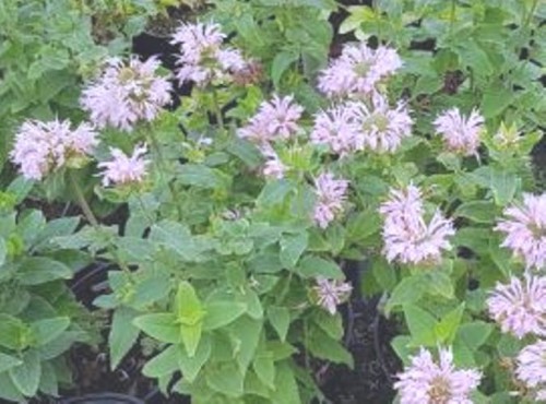 Monarda didyma Melua Appleblossom.jpg