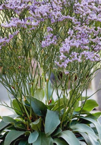 Limonium gmelini Dazzle Rock.jpg