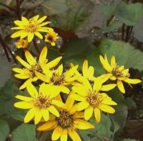 Ligularia dentata Moorblut.jpg