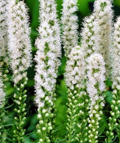 Liatris spicata Floristan White.jpg