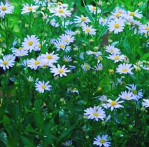 Kalimeris incisa Blue Star.jpg