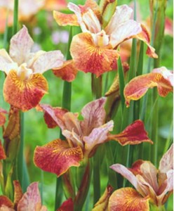 kosaciec syberyjski "Peacock Butterfly Paprikash" (łac. Iris sibirica) kod: 11653