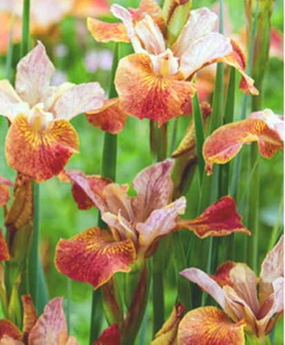 Iris sibirica Peacock Butterfly Paprikash.jpg