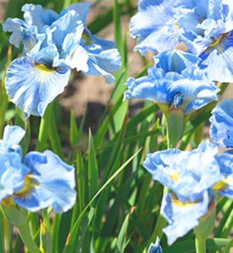 Iris sibirica Peacock Butterfly Mission Bay.jpg