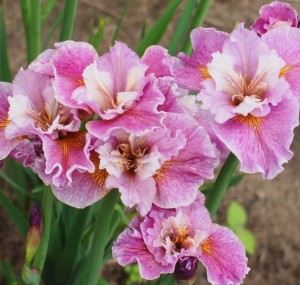 kosaciec syberyjski "Peacock Butterfly Fancy me T" (łac. Iris sibirica) kod: 11651