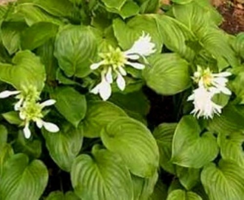 Hosta plantaginea Venus.jpg