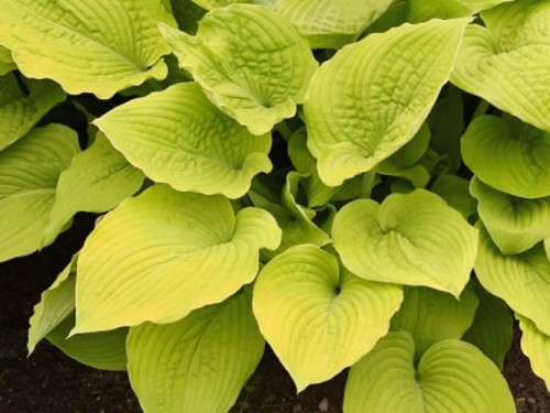 Hosta Shadowland Cost to Cost.jpg