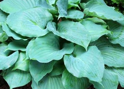 Hosta Moonlight Sonata.jpg