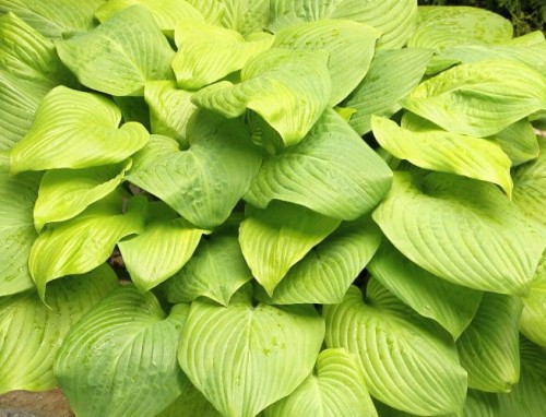 Hosta Mojito.jpg