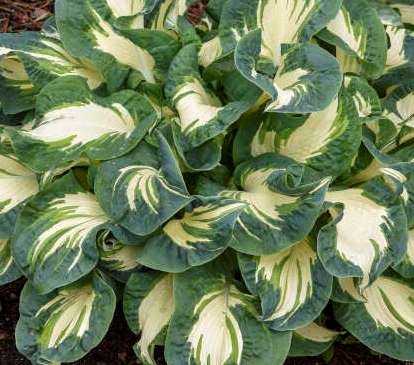 Hosta Hans.jpg