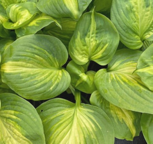 Hosta Enchiladas.jpg