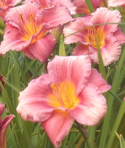 Hemerocallis Rosy Returns.jpg