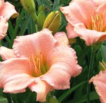 Hemerocallis On And On.jpg