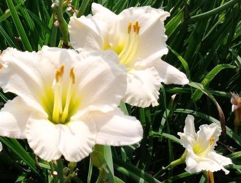 Hemerocallis Lullaby Baby.jpg