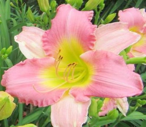 Hemerocallis Final Touch.jpg