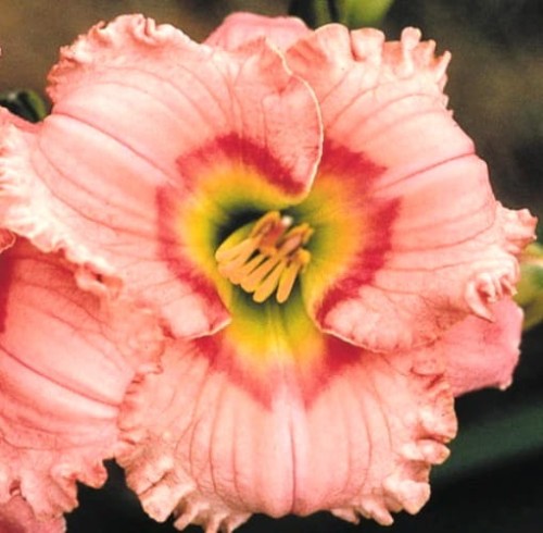 Hemerocallis Elegant Candy.jpg